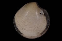 藏品(日本鏡文蛤)的圖片